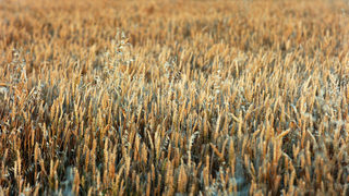 Фонд "Земеделие" отпуска 15 млн. лв нисколихвени кредити на зърнопроизводителите