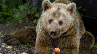 Именниците от парка за танцуващите мечки посрещат Стефанов ден в зимен сън