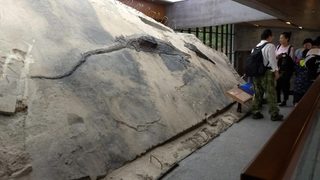 Мегахищник: фосил показа морско чудовище в корема на по-голямо чудовище