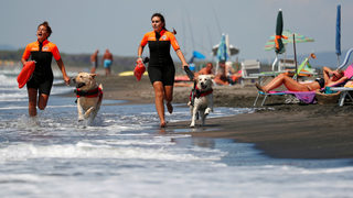 Фотогалерия: Кучетата водни спасители на Италия