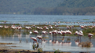 Снимка на деня: Розовото <span class="highlight">фламинго</span> се върна в езерото Накуру