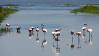 Снимка на деня: Розовото фламинго се върна в езерото Накуру