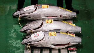 Фотогалерия: Най-големият пазар на риба тон е силно засегнат от пандемията