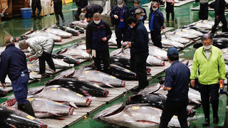 Фотогалерия: Най-големият пазар на риба тон е силно засегнат от пандемията