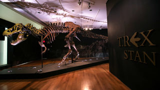 Един от най-големите скелети на T. rex излиза на търг в "Кристис"