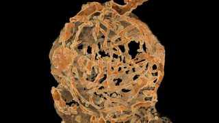Най-старите сперматозоиди бяха намерени в кехлибар на 100 млн. години