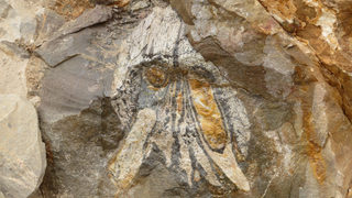 Морски хищник на 160 млн. години беше открит в най-сухата пустиня на света