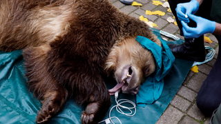 Фотогалерия: Мече от Македония ще получи шанс за живот в България