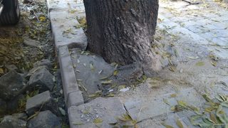 Фирмата, бетонирала дървета по ул. "Парчевич", отказа коментар