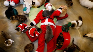 Фотогалерия: Котките на Дядо Коледа носят специално настоение в Сеул