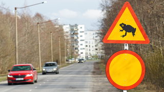 <span class="highlight">Талин</span> затваря оживен път всяка нощ през април заради чифтосващи се жаби