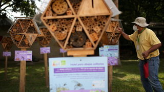 Фотогалерия: Пчели на хотел
