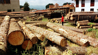 Съдът блокира смяната в управата на горските предприятия