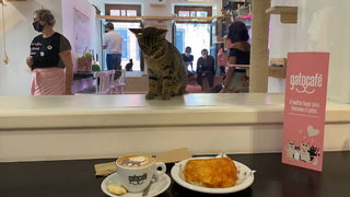 Фотогалерия: На кафе с котка и кауза