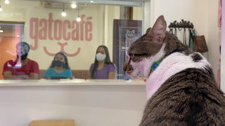 Фотогалерия: На кафе с котка и кауза