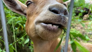 Фотогалерия: Да почистим парка с коза