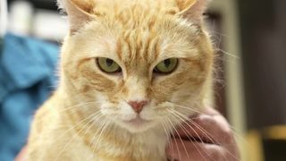 Приложение за смартфон разкрива дали котката страда