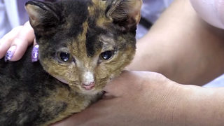 Доброволци спасиха шест котки от село в Сибир, изпепелено от горските пожари