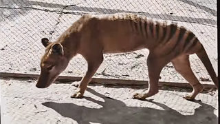 Тасманийският тигър - едно от животните, които никой никога повече няма да види