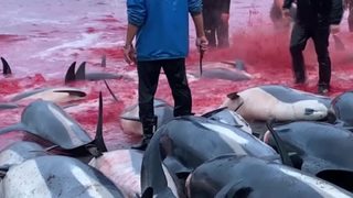 Нeчуваните 1400 делфина бяха избити на Фарьорските острови
