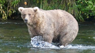 Фотогалерия: Коя е най-дебелата мечка