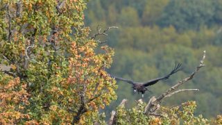 За първи път от четвърт век в България лети излюпен на свобода черен лешояд