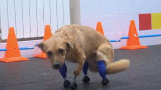 Куче в Русия получи четири протези и шанс отново да ходи