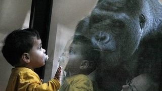 Леонардо ди Каприо продуцира документален филм за горилите, <span class="highlight">Киану</span> <span class="highlight">Рийвс</span> - за залеза на филмовата лента