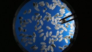 ЕК наложи тестове за ГМО на китайския <span class="highlight">ориз</span>