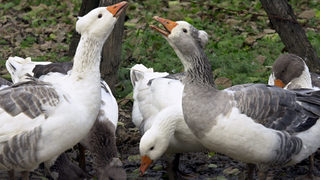 Фуражната криза изкара и птицевъдите на протест 