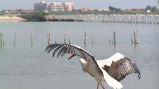Банкери пуснаха излекувани птици в Поморийското езеро