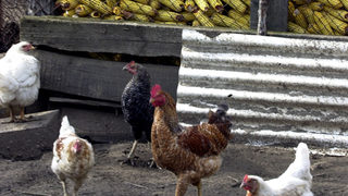 Птицевъди алармират за дъмпинг от Румъния