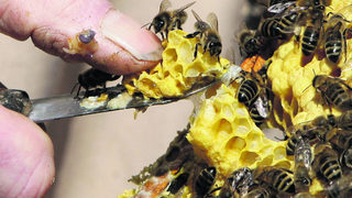 Лондон ще разследва изчезването на пчелите