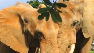 Африканските слонове могат да изчезнат до 15 години