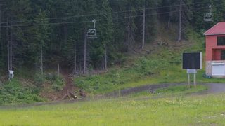 Природозащитници: "Юлен" сече дървета незаконно за новия си лифт