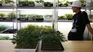 Легализира се отглеждането на марихуана в Оукланд