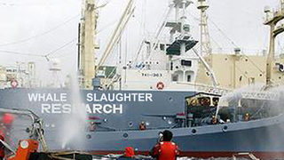 Япония опитва да възобнови лова на <span class="highlight">китове</span>