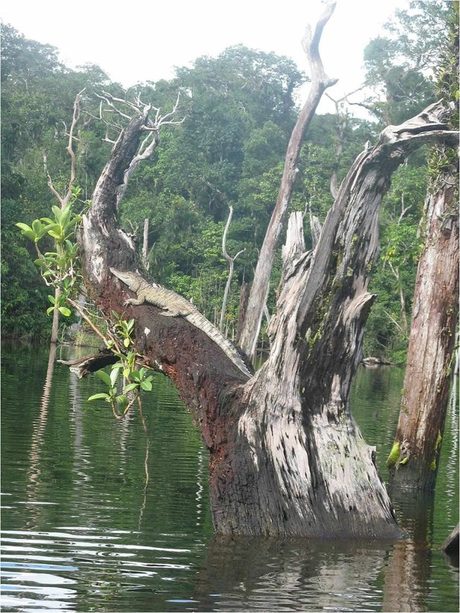 Възрастен филипински крокодил се е настанил на наклонената част от дърво.