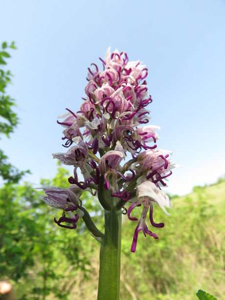 Маймунски салеп (Orchis simia) по "Бесапарските ридове". Тази орхидея в България не е защитен вид, но е включена в приложение на Зако­на за лечебните растения