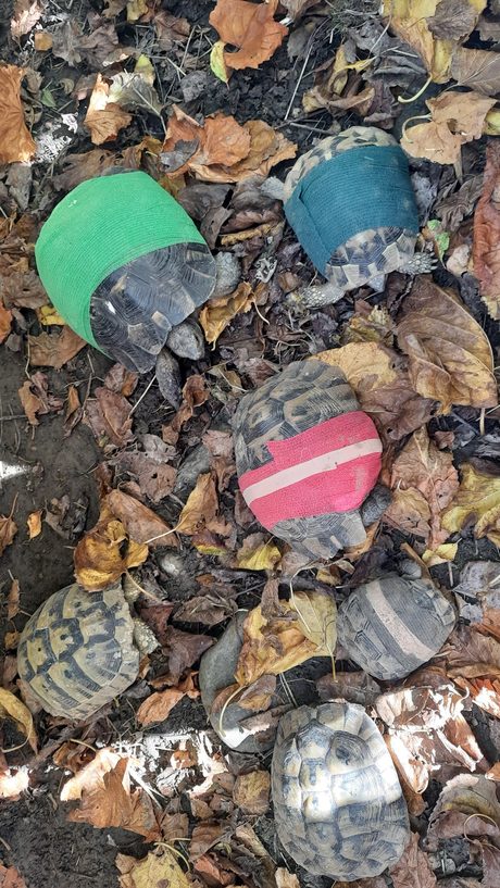 Последни дни на открито за костенурките в центъра преди застудяване
