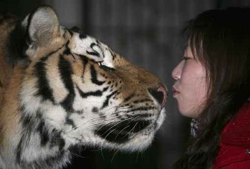 Едва 50 тигри са останали в Китай