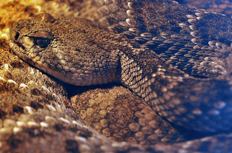 Тексаска гърмяща змия... За радост няма риск да срещнете такава по българските планини.