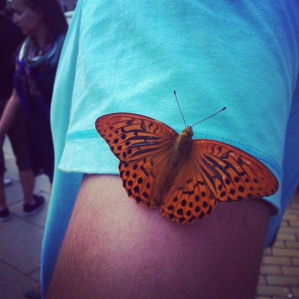 Пеперуда също се включи в протеста. Останала на ръката на мъжа по голяма част от пътя на демонстрацията.