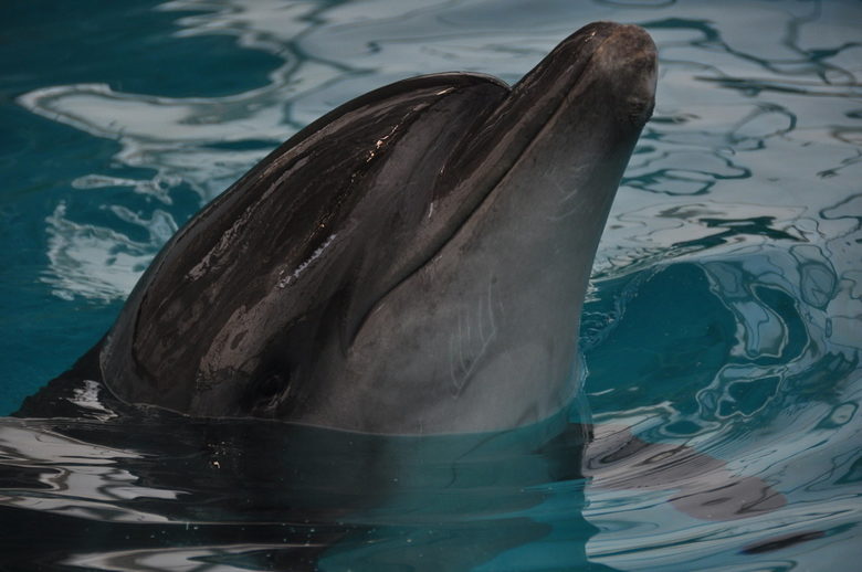 Димитър Попов: Изкуствената регулация на делфина е изключително опасна