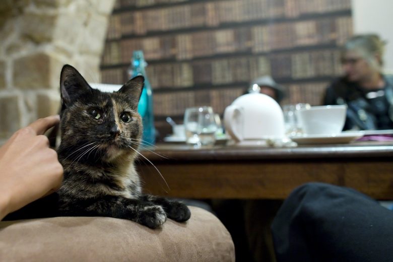 Кафене с котки отвори в Париж