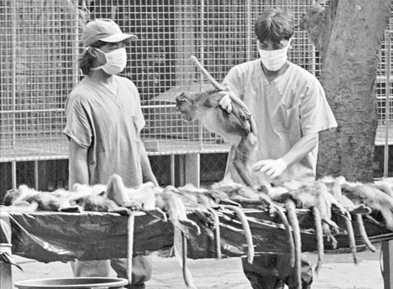 През 1997 г. във ферма във Филипините над 600 маймуни е трябвало да бъдат евтаназирани, защото са били заразени с ебола.