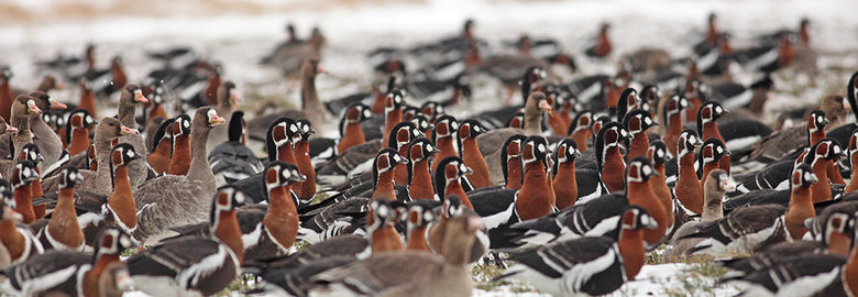 Фотоизложба разказва за червеногушата гъска – една от най-застрашените птици