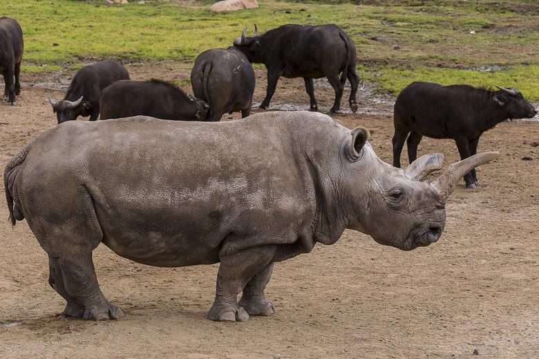 Нола е критично застрашена 40-годишна женска от вида Северен бял носорог и от началото на годината е в парка Сан Диего, Калифорния, където е подложена на лечение.