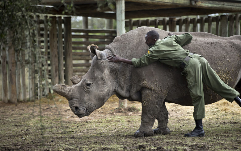 Един от пазачите на последните бели носорози Дайо.