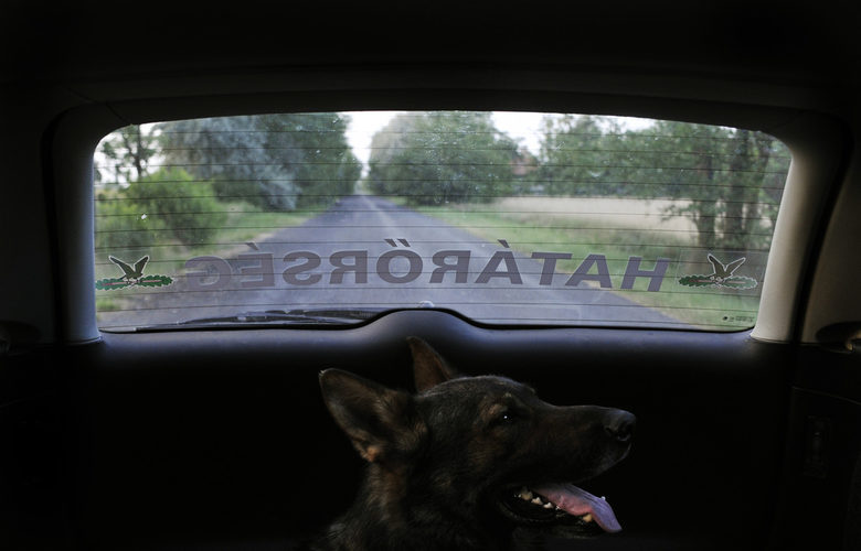 Полицейско куче пътува в колата на граничните власти, преди околностите около сръбско-унгарската граница да бъдат претърсени за нелегални имигранти.
